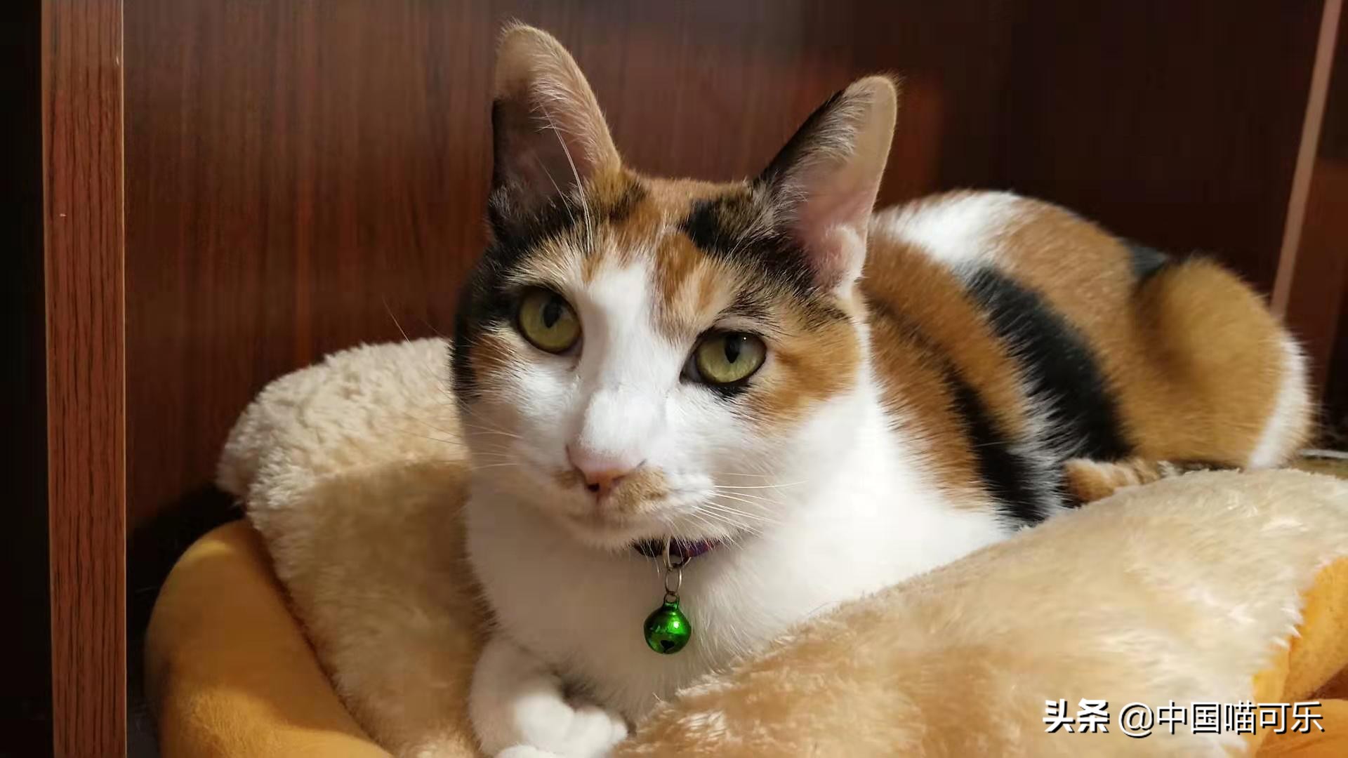 猫被主人遗弃一年后回家,7岁小猫被主人遗弃19公里回家