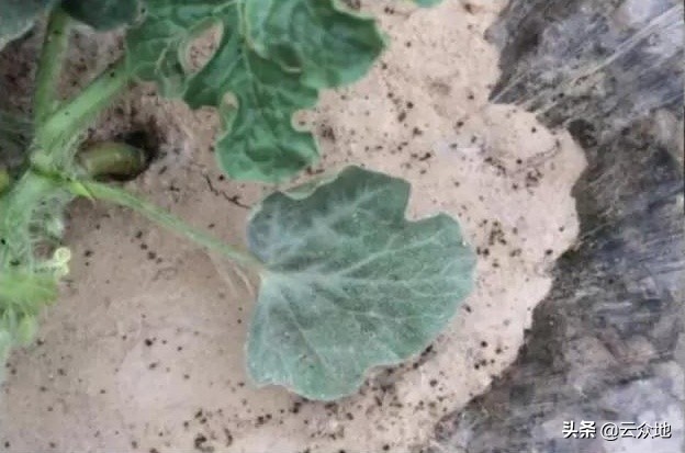 西瓜地里抗性蚜虫有啥好办法,西瓜蚜虫是上午打好还是下午打好