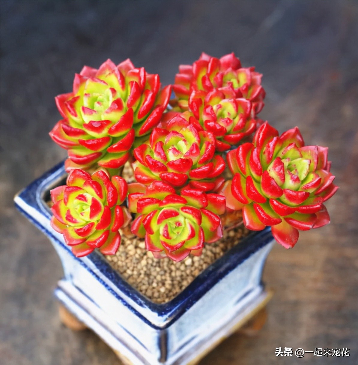 蒂亚怎么养出老桩,老花匠月季养殖方法