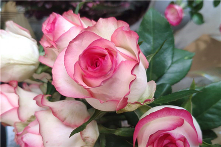 玫瑰蔷薇科芍药属,玫瑰蔷薇科蔷薇属灌木