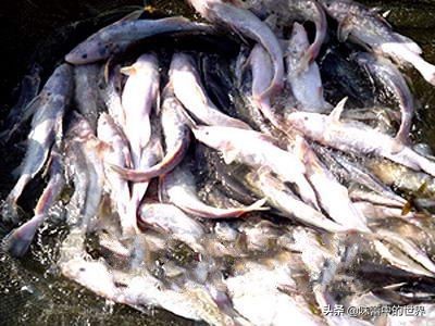 我的家乡淮南特产,淮南十大必买特产