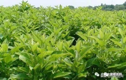 农村不起眼暴利小生意,藏在农村不起眼的暴利商机有哪些