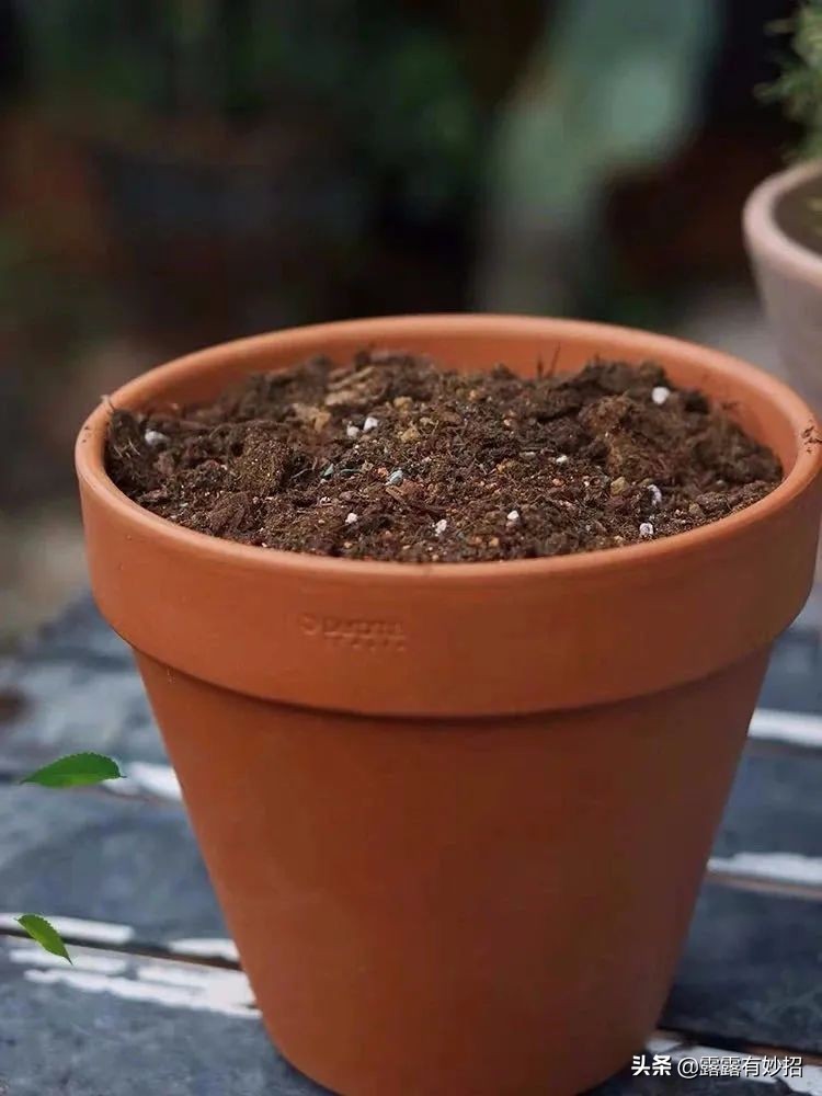 养花给根消毒,养花只用塑料袋