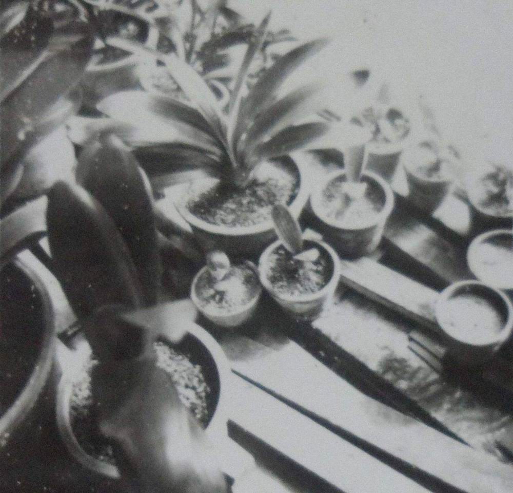 东北君子兰炒作事件,八十年代炒作君子兰