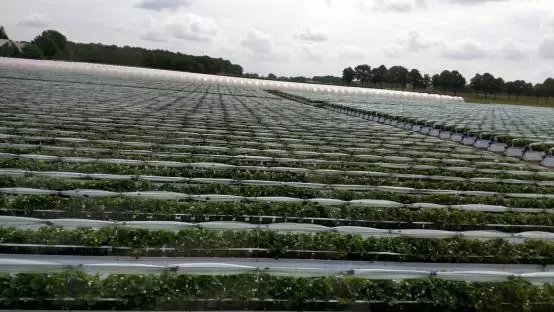 磷肥当季利用率低不需要经常使用,磷肥施用过量怎么补救