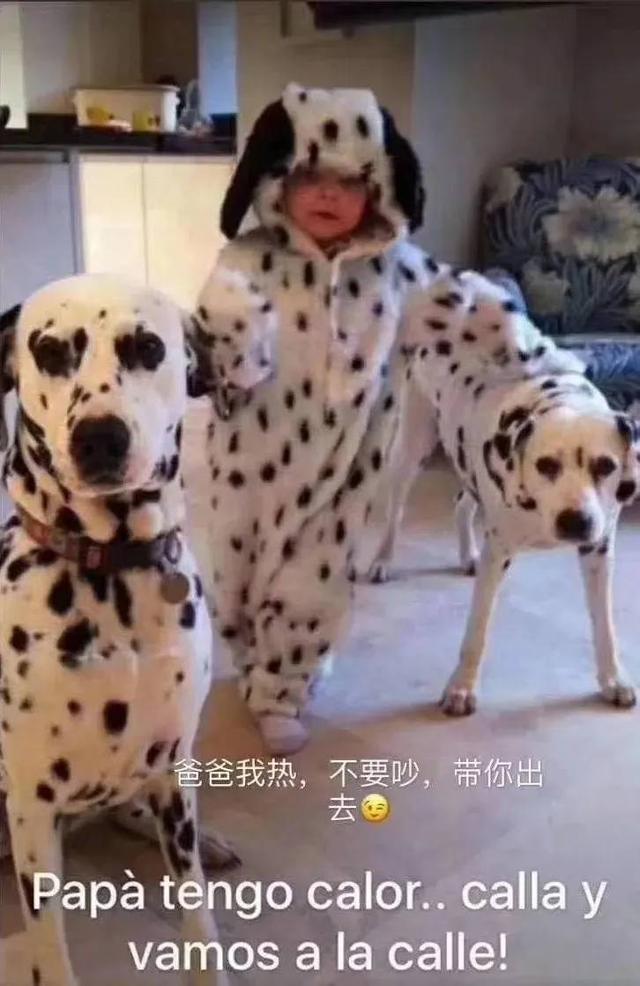 已经遛我38次了!西班牙限行后,主人为了出门把狗都遛瘫了