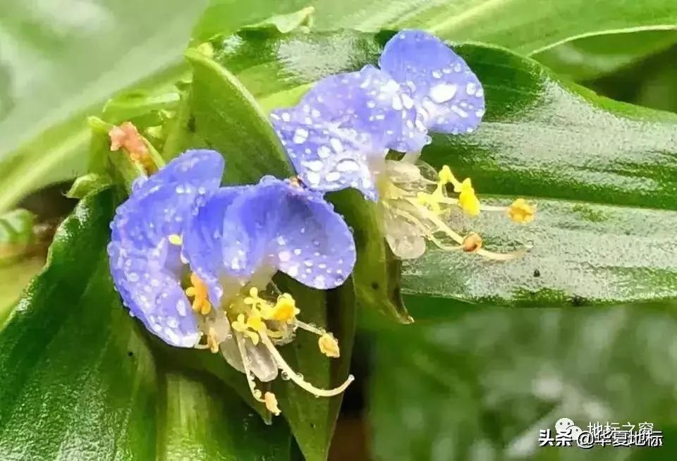 绉嬩箣瀚ｇ劧鐑熻姳鍚戞櫄,绉嬩箣瀚ｇ劧