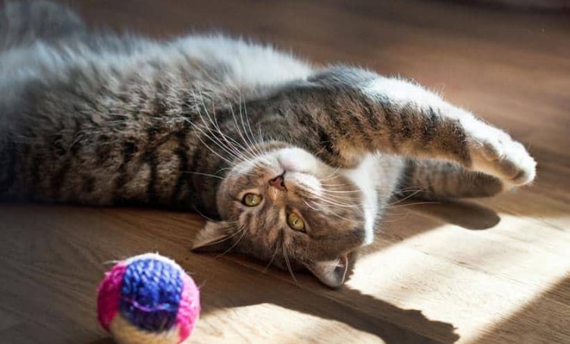 新手养猫,必备清单|拒交智商税