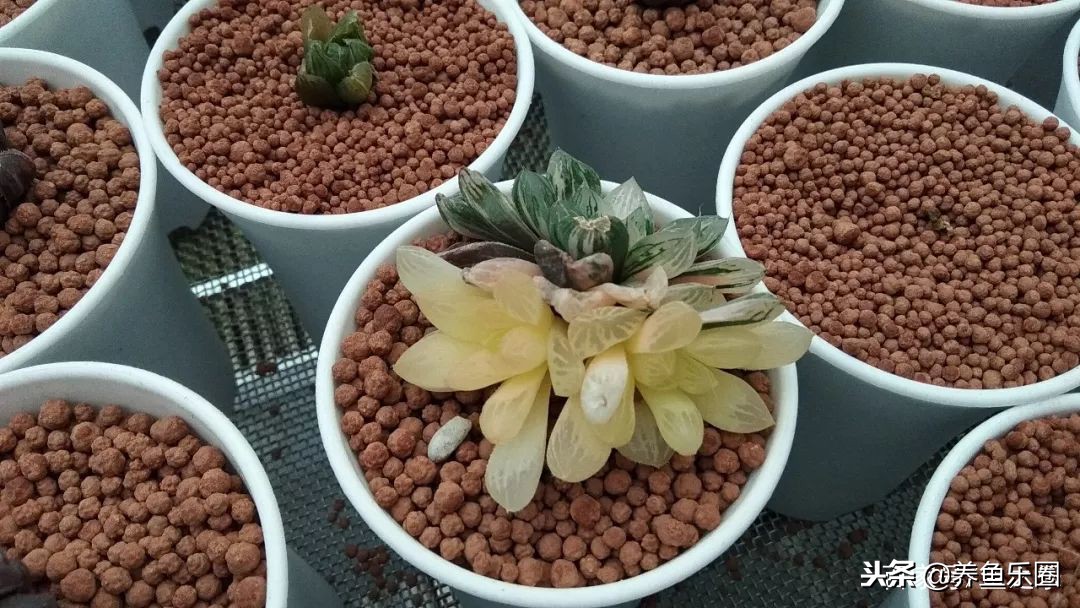 这位土豪家的渔场,光滤材就花了500多万,你确定不要见识一下?