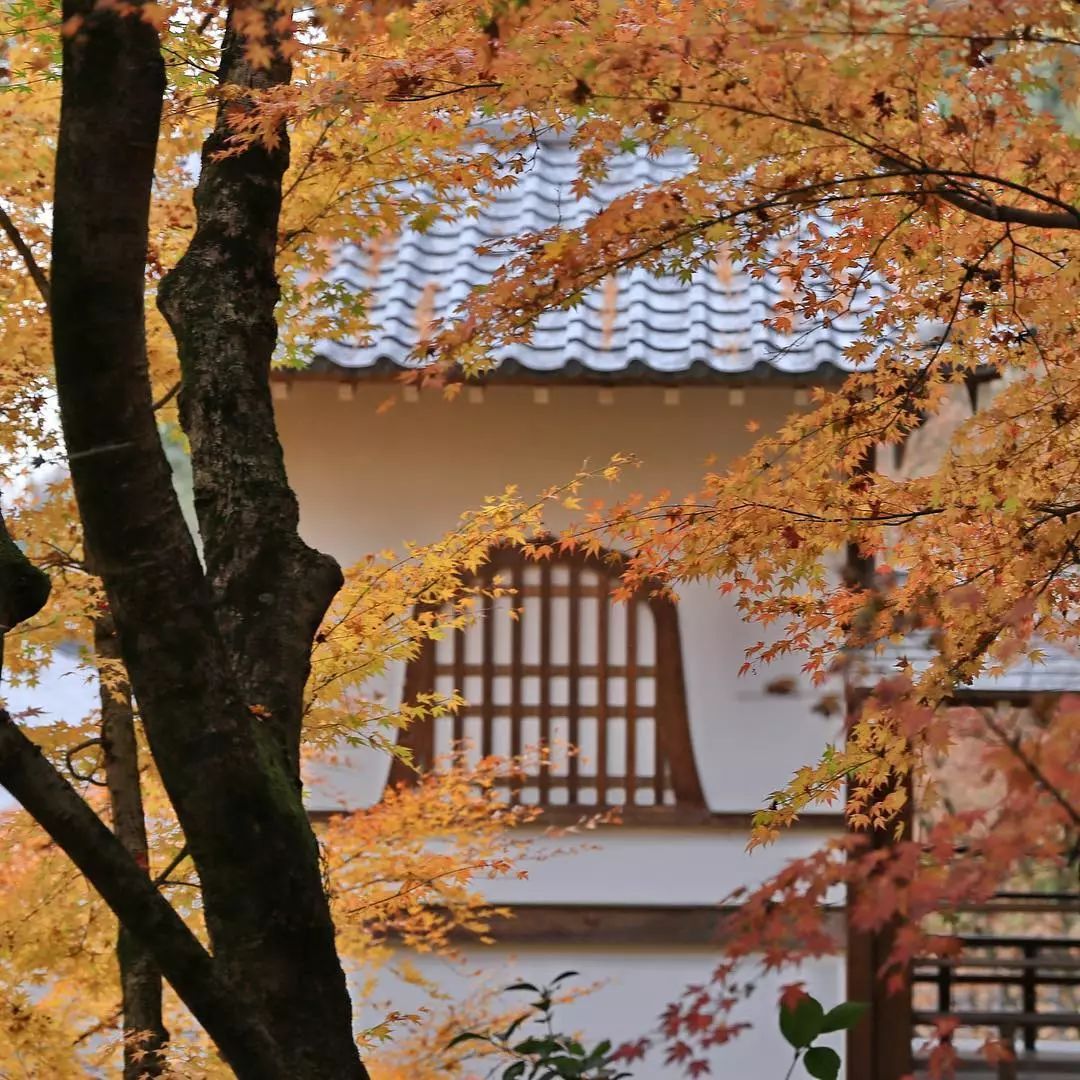 做个‘追枫少女’领略红叶之美！