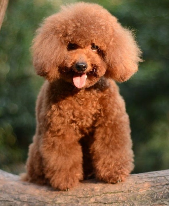 电子项圈制止泰迪吠叫,泰迪乱叫什么原因