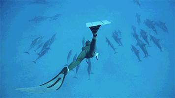 深海里的生物能在浅海里面生存吗,在深海生存的生物有哪些