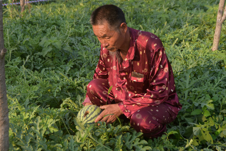 农作物被鸟破坏怎么办,除鸟害最有效方法