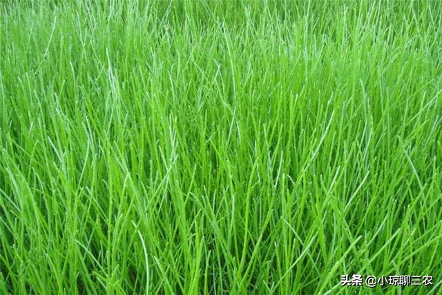 荸荠的种植技术以及营养价值介绍,每日农经荸荠种植技术