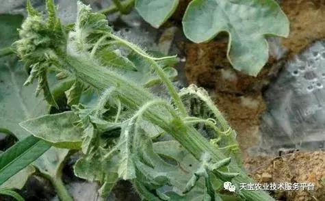 西瓜小叶病西瓜叶片卷曲原因,西瓜龙头皱缩什么原因