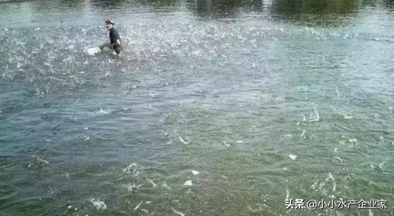 养殖水体亚硝酸盐过高怎么回事,养殖水体亚硝酸盐氨氮严重超标