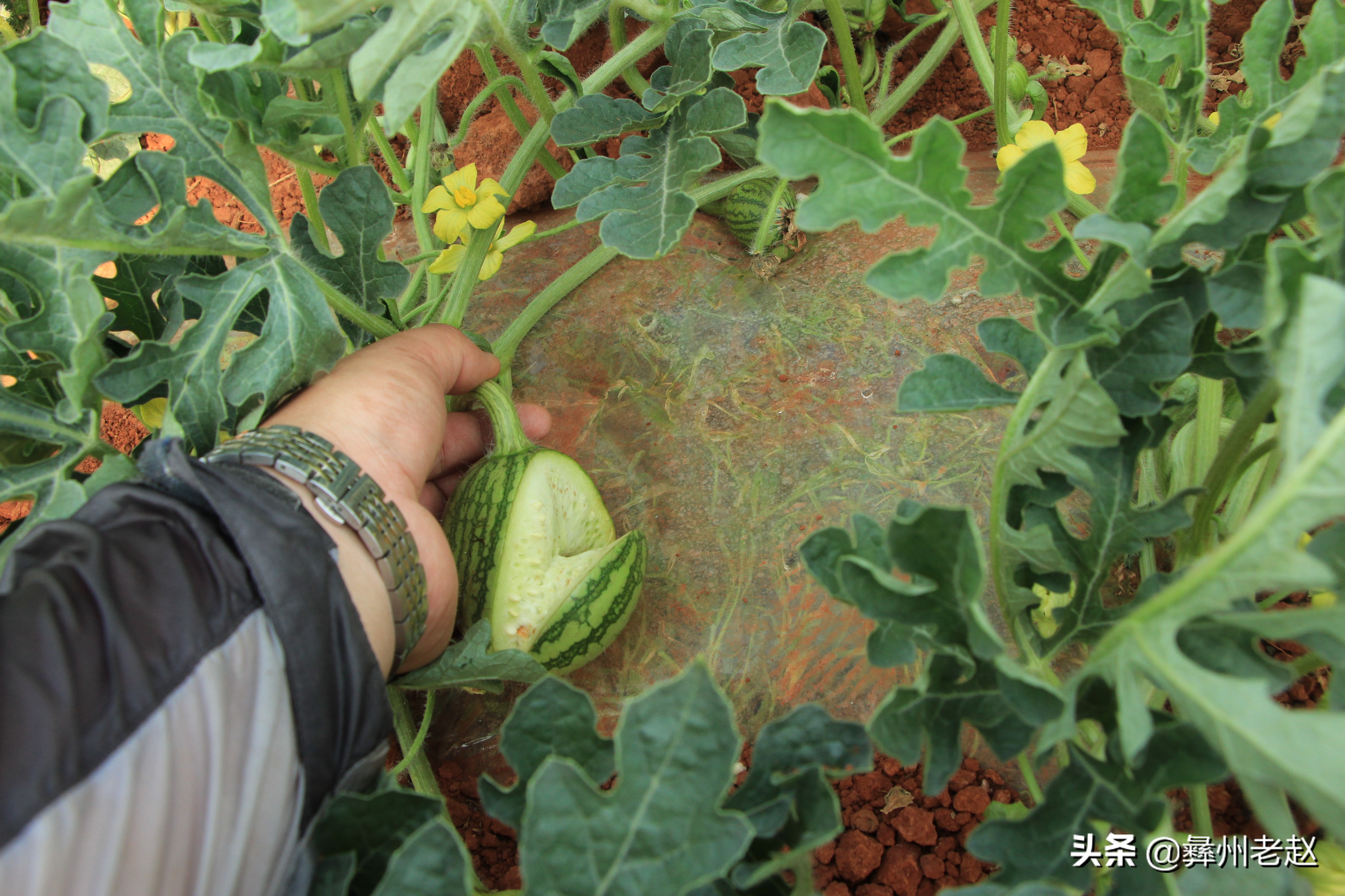 西瓜刚坐果的时候怎么管理,西瓜在膨果期需要什么肥料