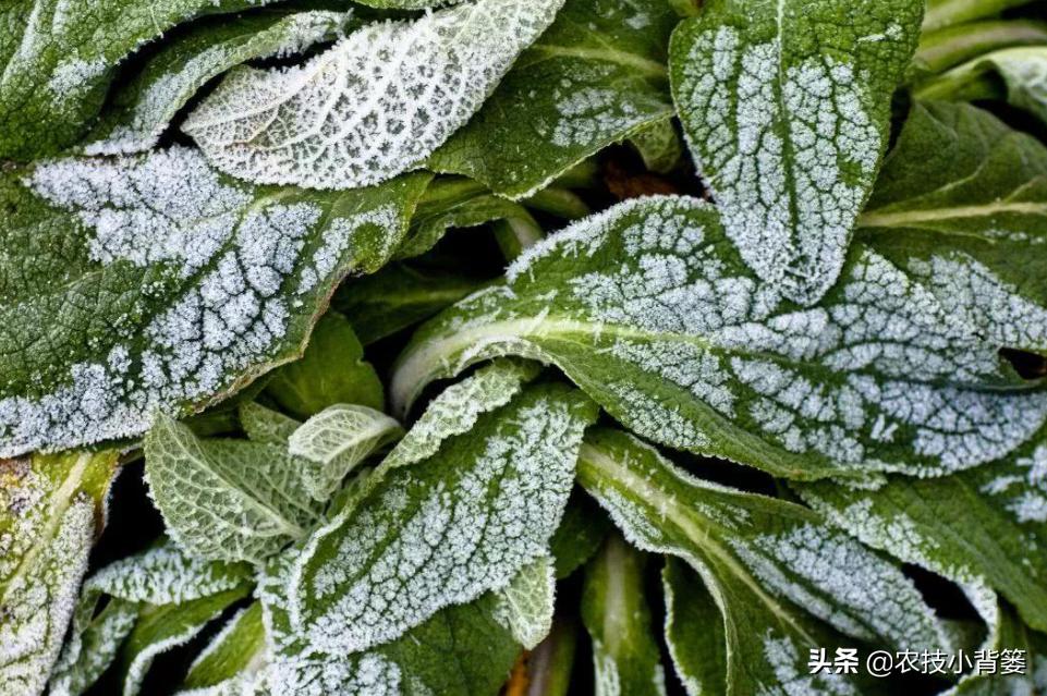 冬季蔬菜低温冻害常发生,14个预防措施、5个补救方法能帮你
