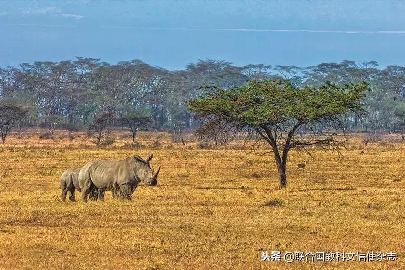 全球最后一头北方白犀牛去世,世界最后一只白犀牛什么时候死的