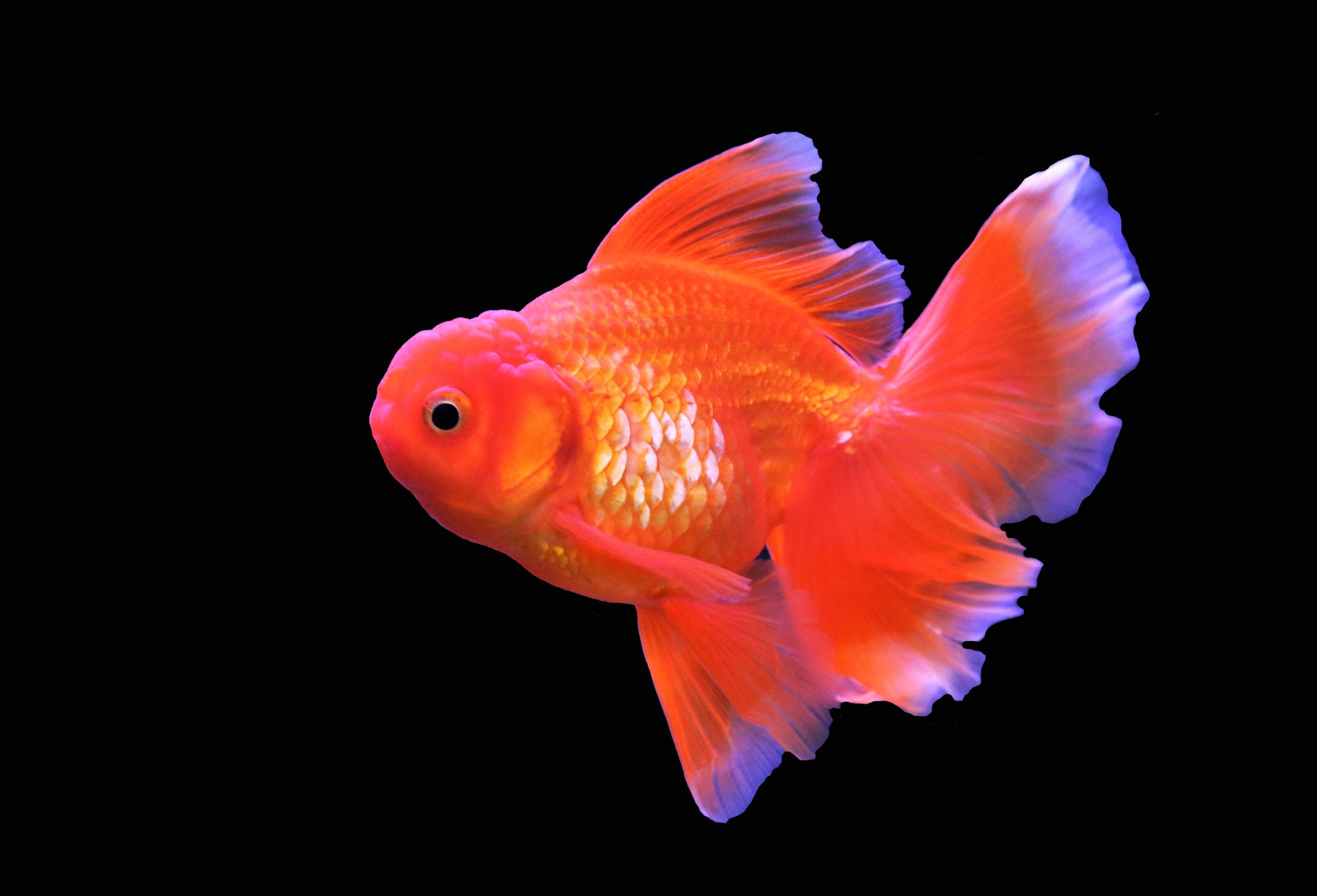 超大金鱼观赏鱼,巨型观赏鱼金鱼