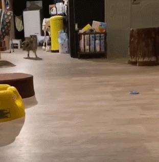 猫头鹰特殊行为有哪些特征,猫头鹰有其他特点吗