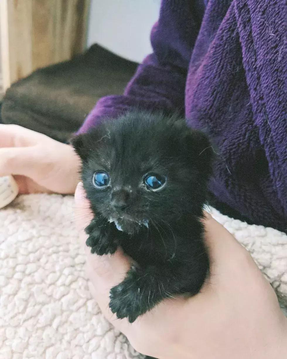 可怜的猫咪被一个小孩救了一命,可怜猫咪被冻死