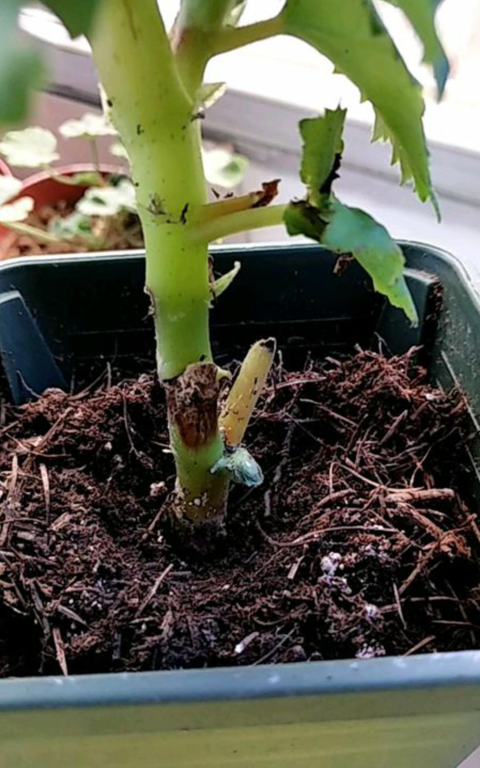 丽格海棠好看不好养？掌握正确的养殖技巧，叶绿花红养得久