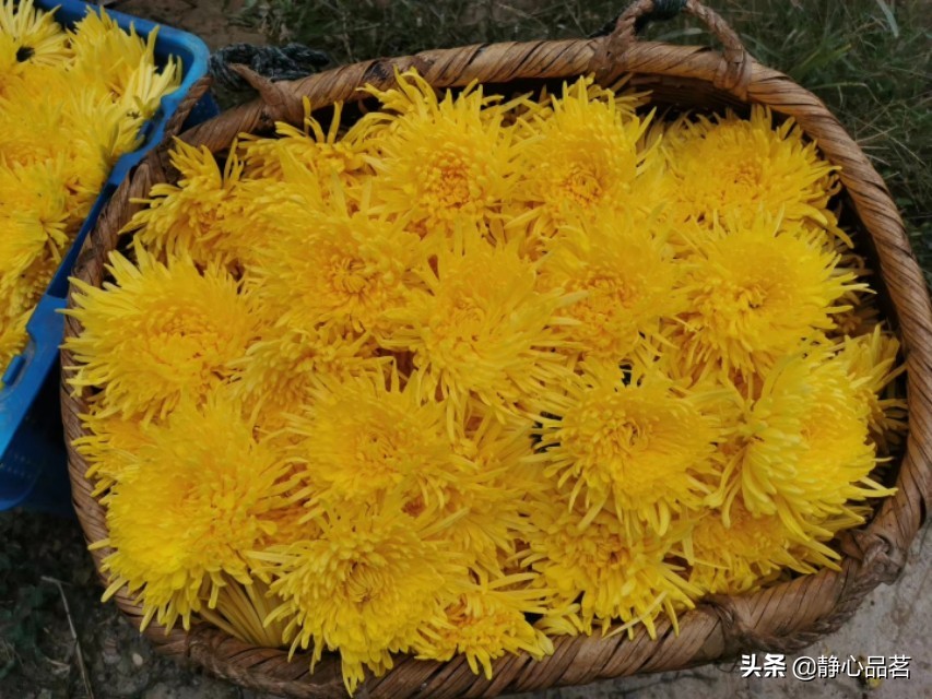 金丝皇菊清肝明目最佳选择,清肝明目去火的菊花品种有