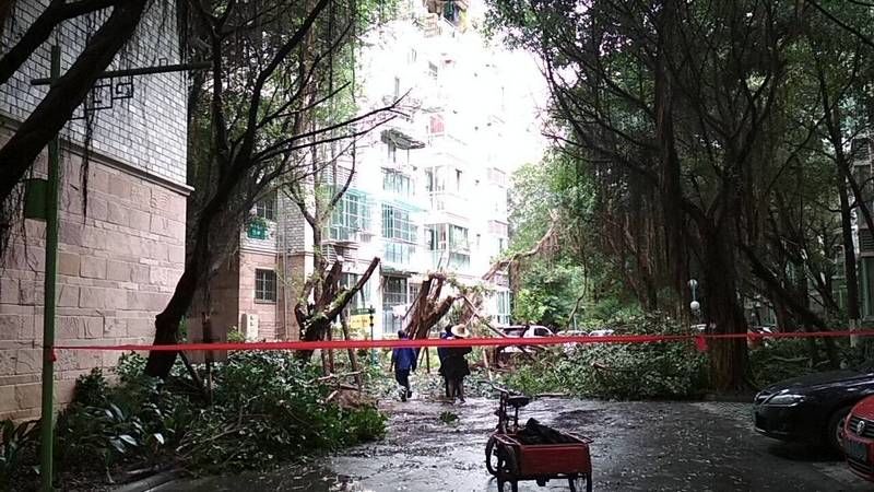 成都网友投诉怡丰新城小区榕树成灾危及行人，高新管委会回应