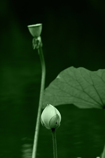 花开一季草木一秋人活一世,人活一世草木一秋花开花落