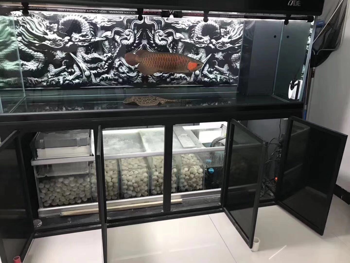 养鱼张哥最新视频,鱼缸怎么养锦鲤鱼最好