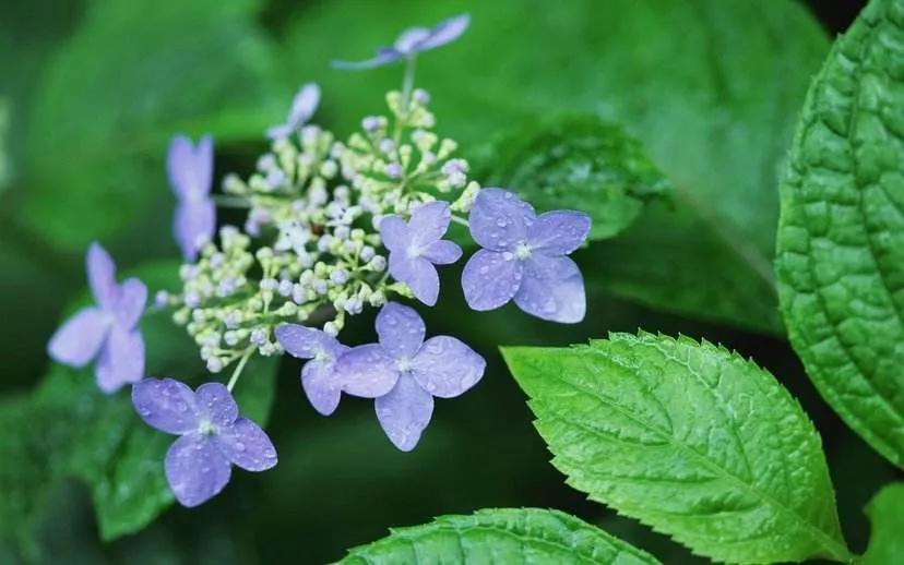 世间美好抖音女声,人世间所有的美好