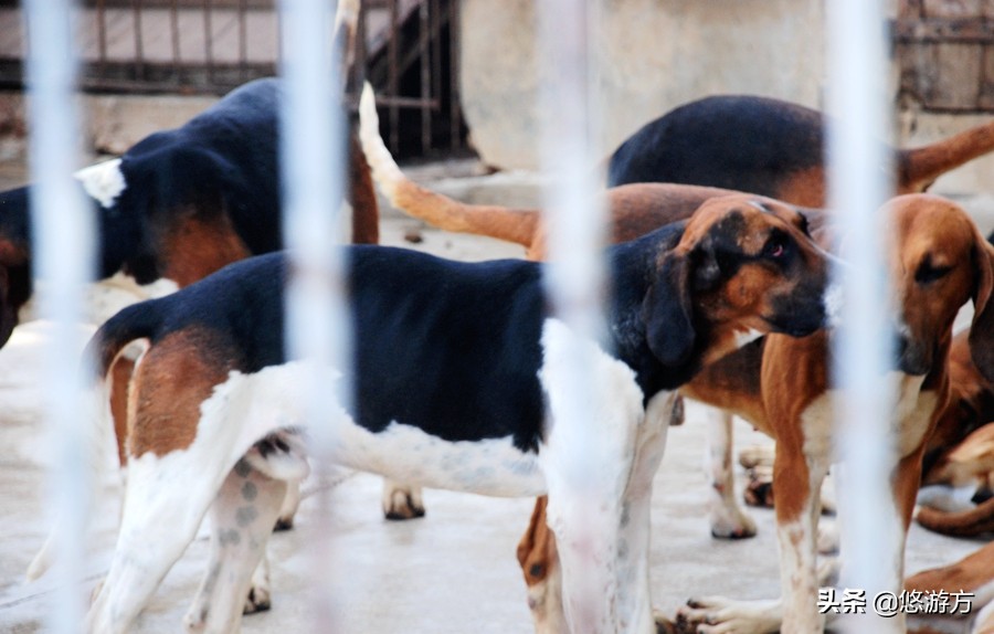 舍维尼城堡：追随丁丁探险的脚步