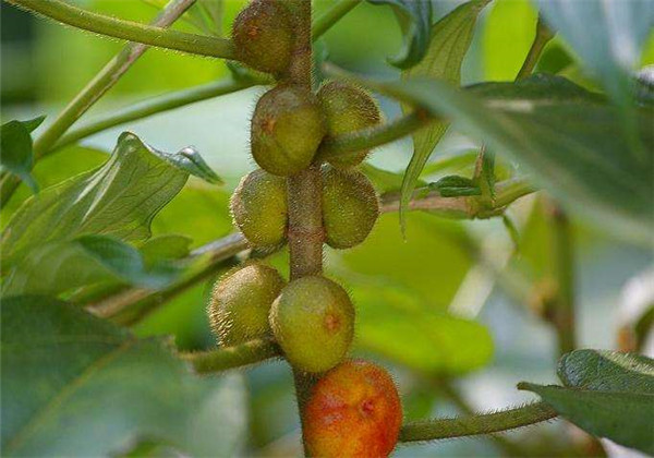 五指毛桃的栽培与经济效益怎么样,五指毛桃快速繁殖高产栽培技术