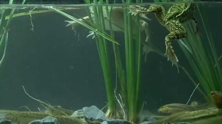 鱼塘泥鳅如何赚钱,泥鳅一亩地能挣多少钱