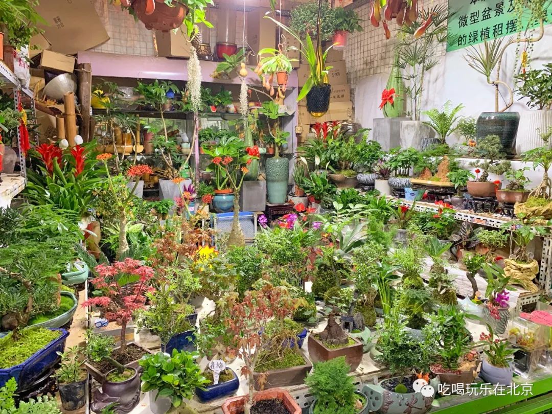 北京花市攻略大全,北京最美赏花景点