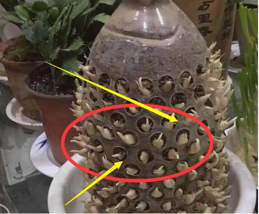 油桶种菜种植技术图解,空油桶种菜怎样种得多