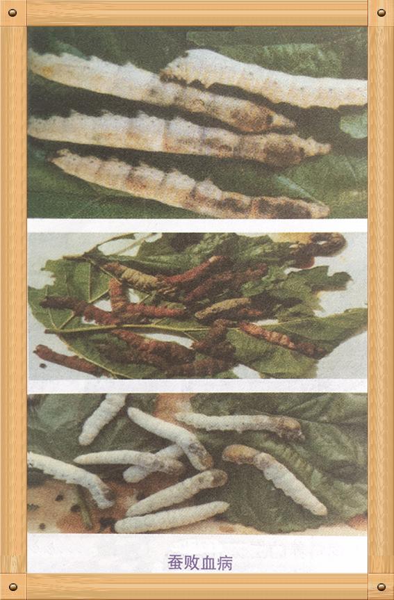 养蚕蚕虫病怎么治,养蚕病害