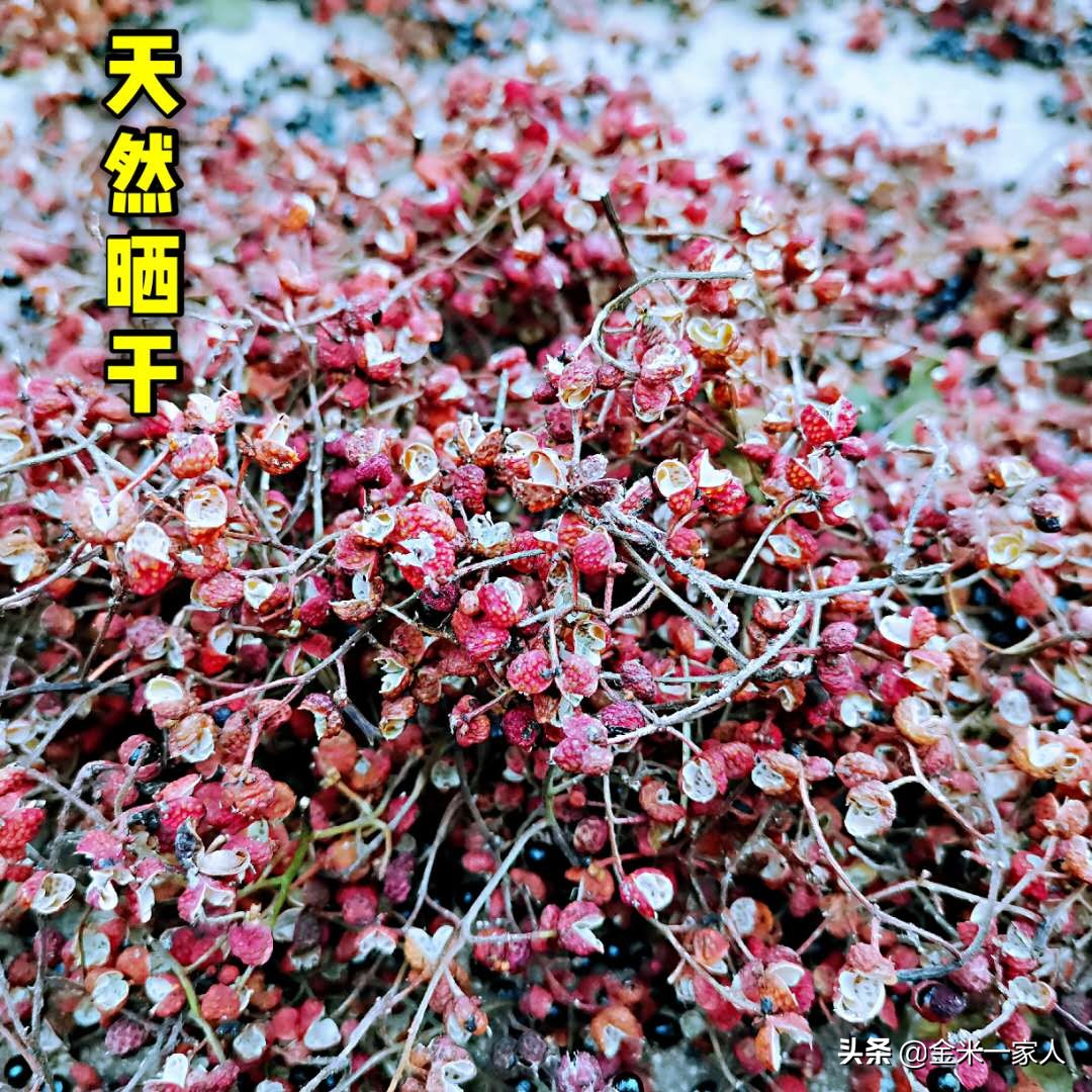 花椒好吃但是摘花椒也辛苦,教给大家采摘花椒的小技巧