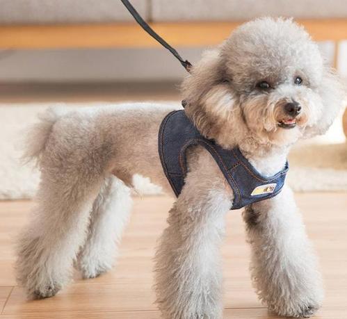 泰迪舔这几大地方，说明有事要发生了