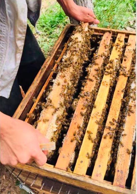 最土的是它，最甜的也是它｜董峰蜂蜜