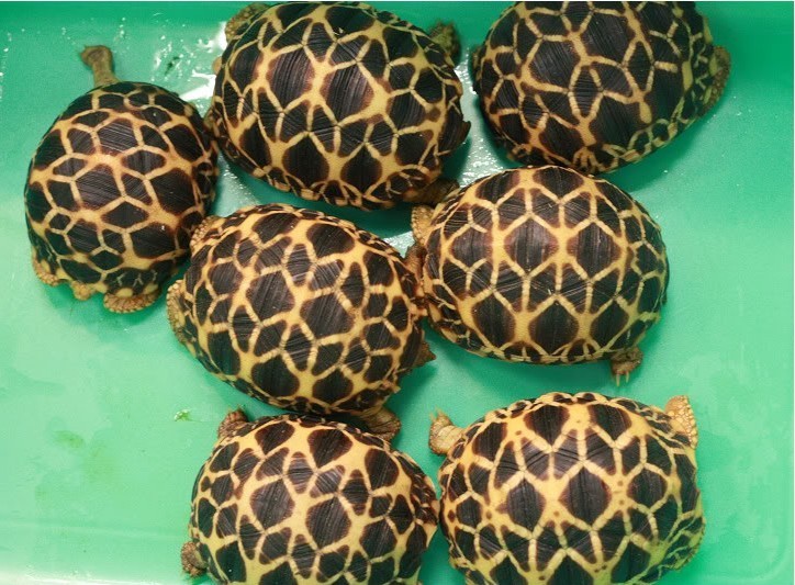 牢底坐穿系列,养一只就会坐牢,快看下你家有没有这些乌龟