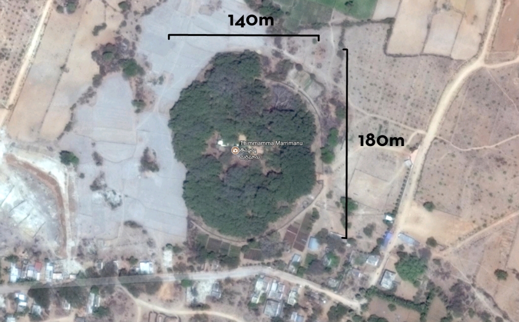 蒂玛玛·马里马努-世界上最大的树有2.5个足球场