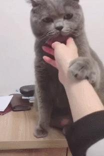 英国短蓝猫好养吗,千万别养蓝猫