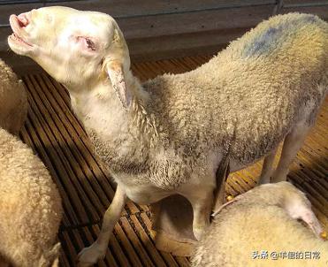 绵羊养殖技巧教学,绵羊的正确养殖方法