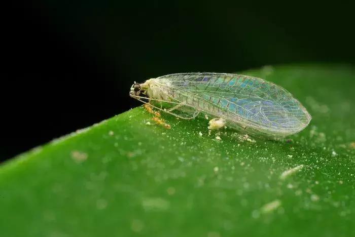 柑橘粉蚧虫图解,柑橘食蝇虫图片