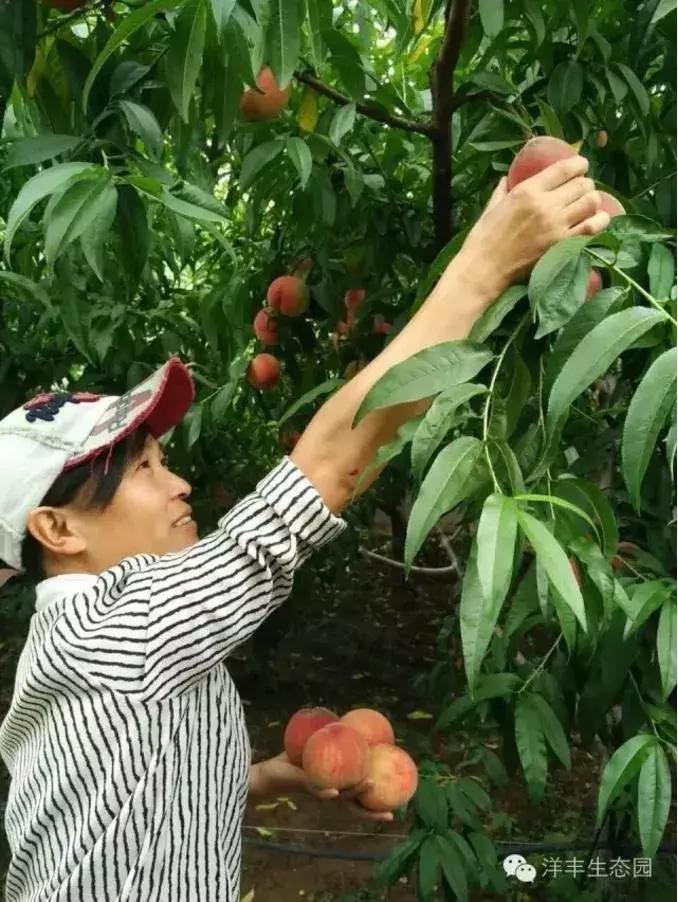 洛阳葡萄采摘最佳地点,最新洛阳附近可以采摘桃子的果园
