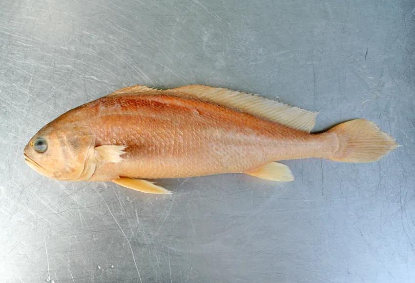 鱼鳞能有什么功效,鱼鳞有用吗