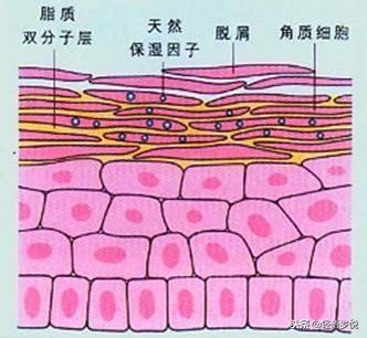 面膜里添加的是精华水还是精华液,自己做面膜精华水乳