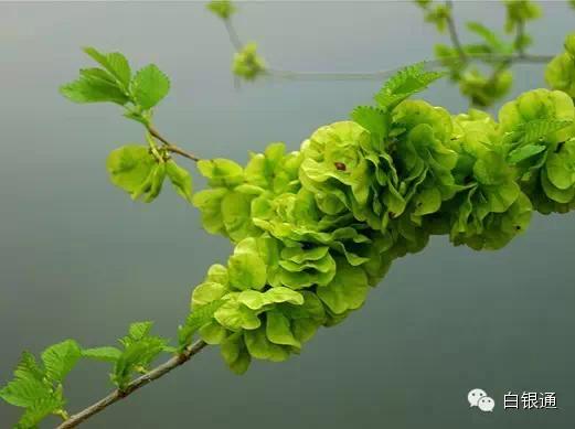 甘肃农村70后童年的回忆,白银市70后